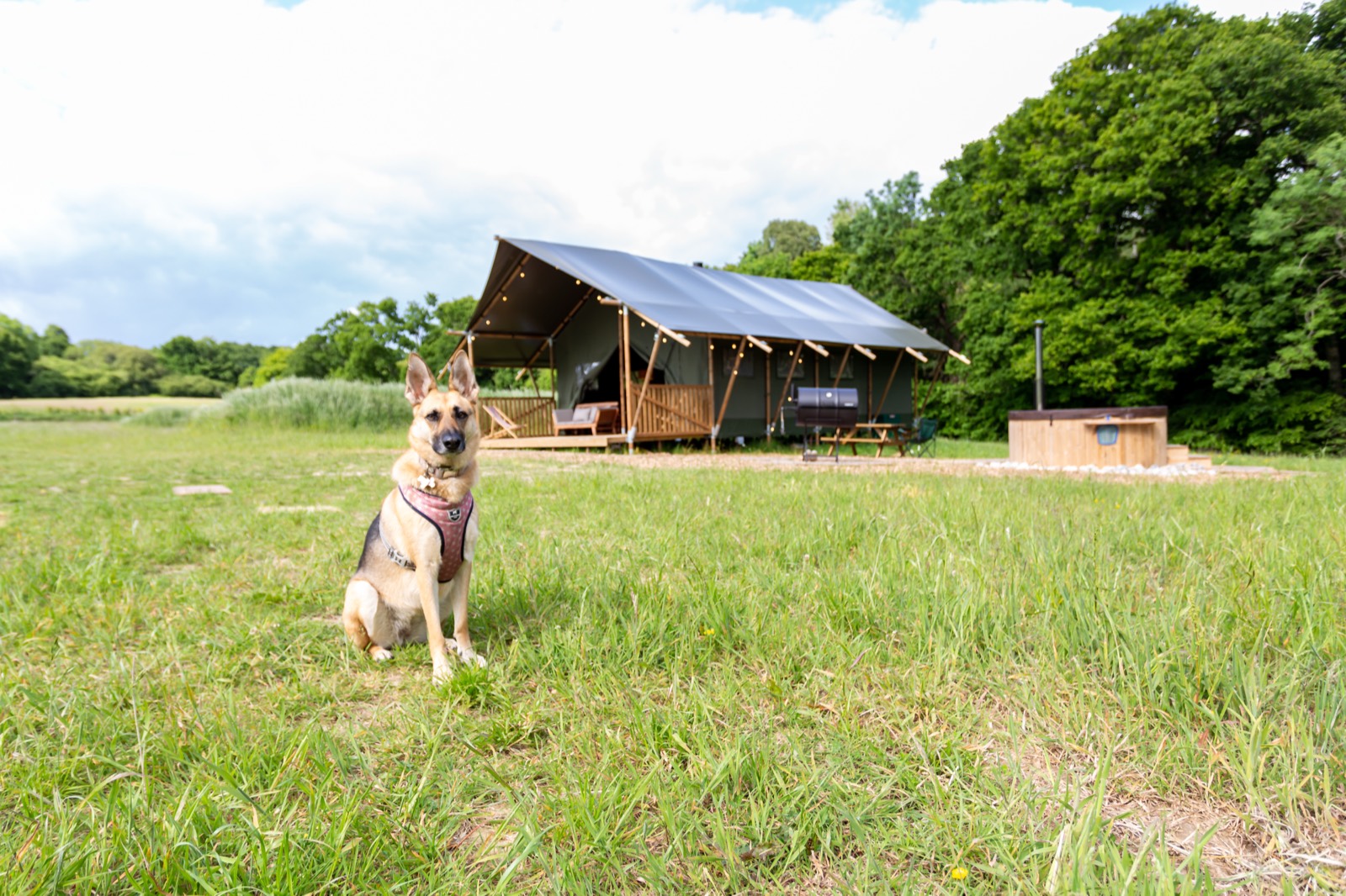 A dog in the meadow beside a safari tent